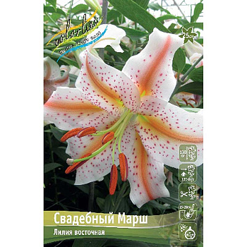 Лилия Свадебный Марш 12/14 25 шт Биг-Пак 10316