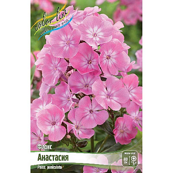 8046 Биг-Пак Флокс Анастасия I 25 шт