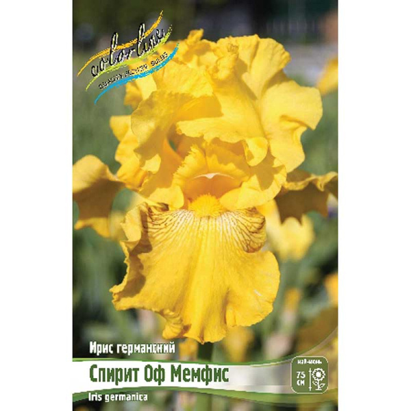 Ирис Германский Спирит Оф Мемфис I 1 шт