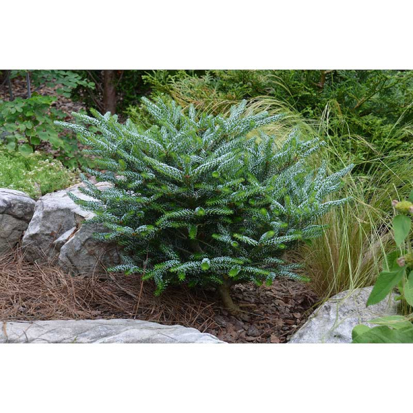 Пихта Корейская Сильберлоке 30-40см с комом