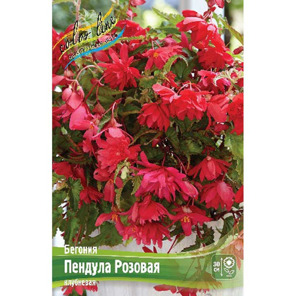 Бегония Пендула Розовая 5/6 3 шт