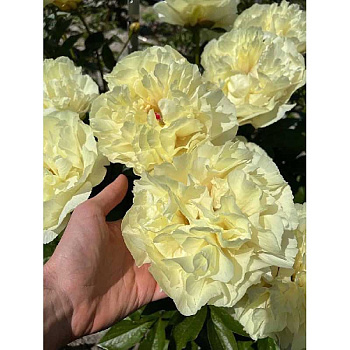 2509 Биг-Пак Пион Ванилла Шнаппс 2/3 n 5 шт 