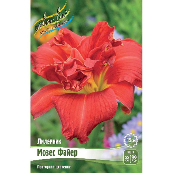 Лилейник Мозес Фаер I 25 шт Биг-пак 7877