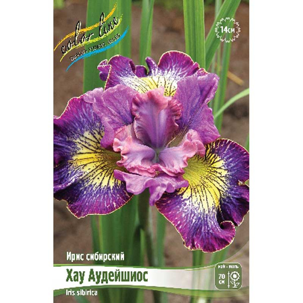 Ирис Сибирский Хау Аудейшиос I 25 шт Биг-пак 9349