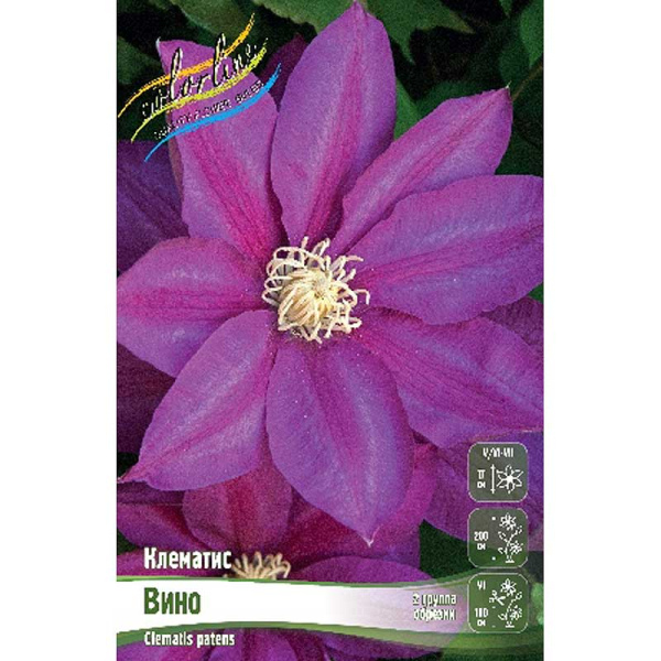 Клематис Вино I 25 шт Биг-пак 4245