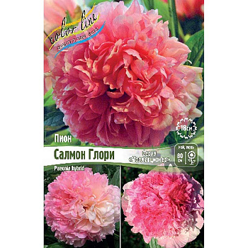 Пион Салмон Глори 2/3 n 1 шт