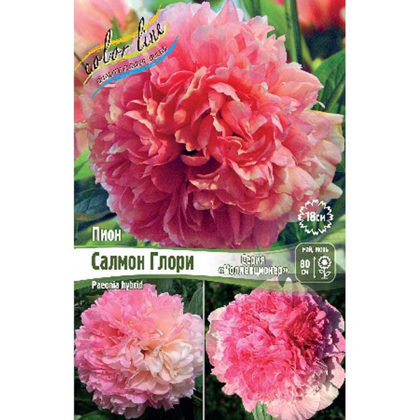 Пион Салмон Глори 2/3 n 1 шт
