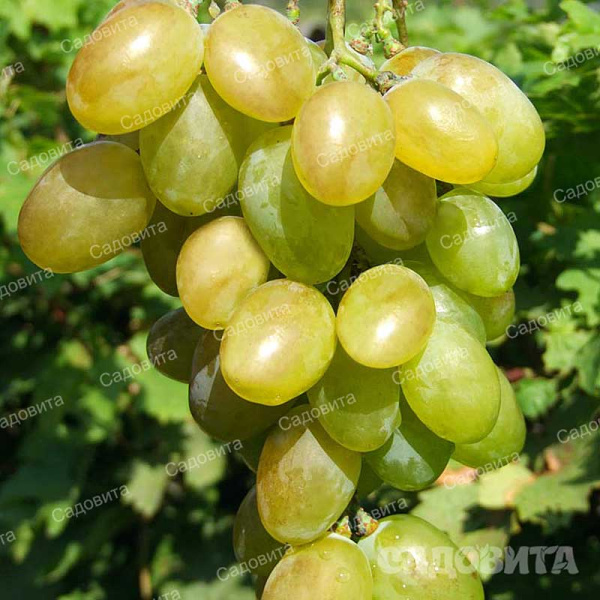 Виноград Мускат благородный очень ранний Садовита