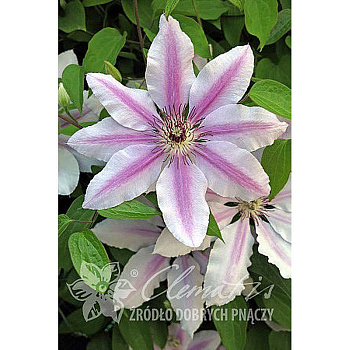 Клематис Нелли Мозер P9 шт