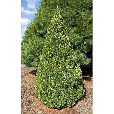 Ель Picea glauca Rainbow`s End Р9 шт Садовит 10327