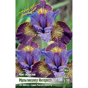 Ирис Сибирский Мультиколор Интерест I 25 шт Биг-Пак 8438
