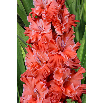 Гладиолус Вождь Краснокожих 8/10 5 шт, Садовита 