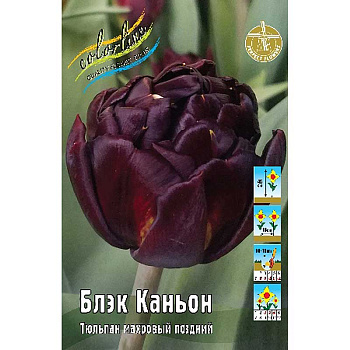 11341 Шоу-Бокс Тюльпан Блэк Каньон 12/+ 75 шт 