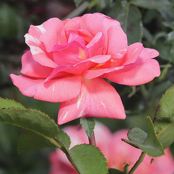 Роза флорибунда Гримальди Садовита