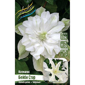 Клематис Бейби Стар I 1 шт