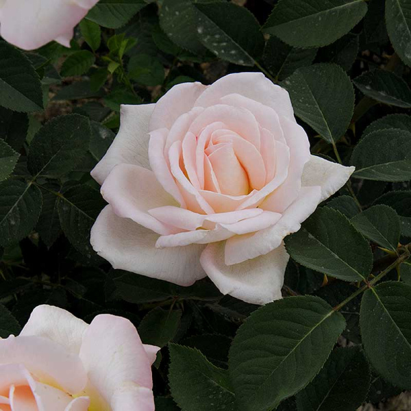 Роза чайно-гибридная Мадам Анизетт Садовита