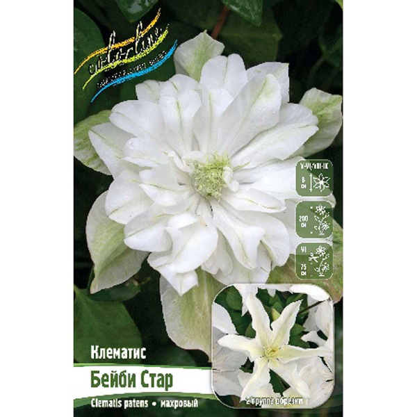 Клематис Бейби Стар I 1 шт