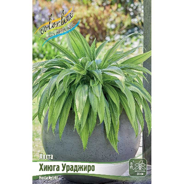Хоста Хиюга Ураджиро 1 n 15 шт Биг-Пак 1096 