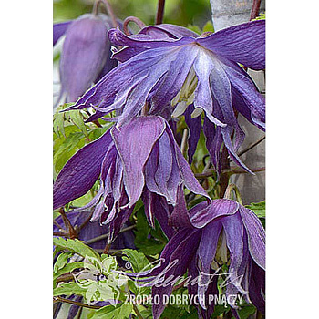 Клематис Блю Сюрпрайз P9 шт