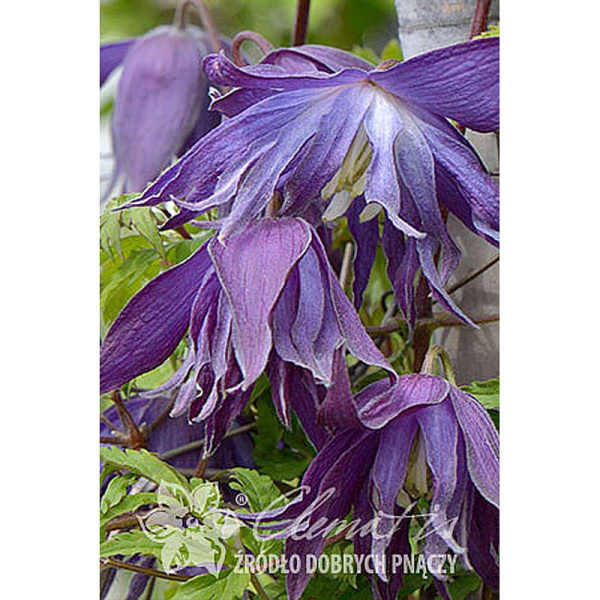 Клематис Блю Сюрпрайз P9 шт