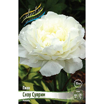 Пион Сноу Суприм 2/3 n 25 шт Биг-пак 8027 