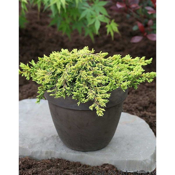 Можжевельник Обыкновенный Голдшатц P9