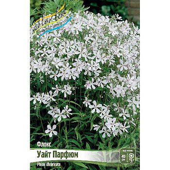 8042 Биг-Пак Флокс Уайт Парфюм I 25 шт