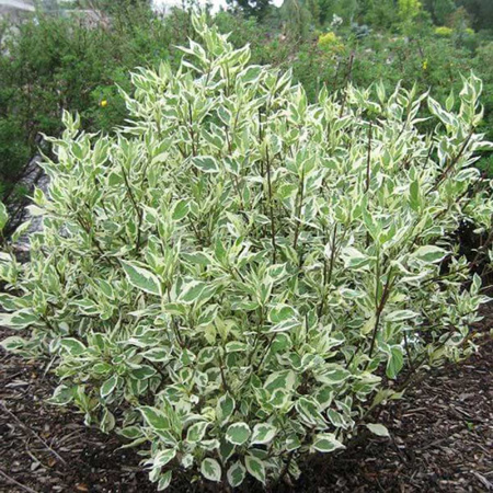 Дёрен белый Айвори Хало Р9 шт Садовита