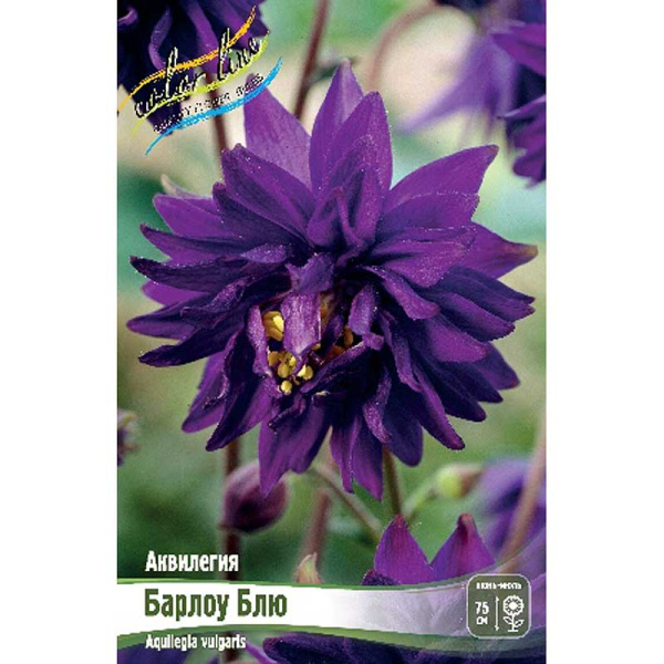 8278 Биг-Пак Аквилегия Барлоу Блю I 25 шт