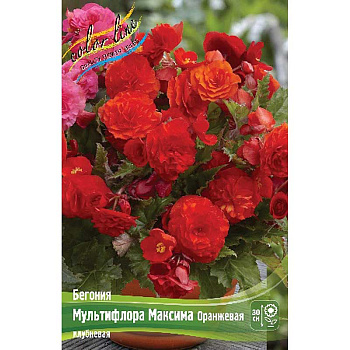 Бегония Мультифлора Максима Оранжевая 4/5 50 шт Шоу-бокс 8844
