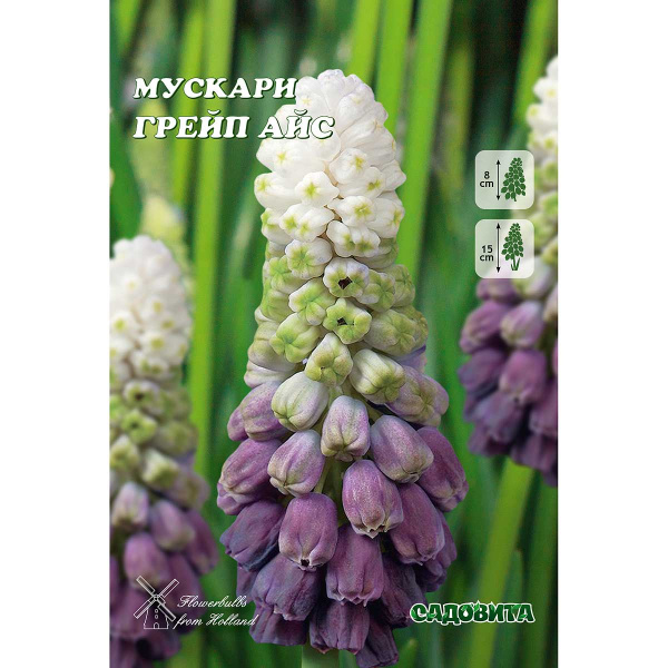 Мускари Грейп Айс 6/+ 5 шт Садовита