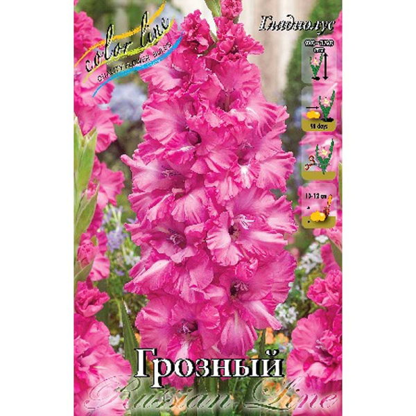 Гладиолус Грозный 12/14 7 шт