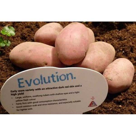 Картофель семенной Эволюшен Элита 25кг Воронеж