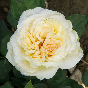 Роза чайно-гибридная Карен Бликсен Садовита