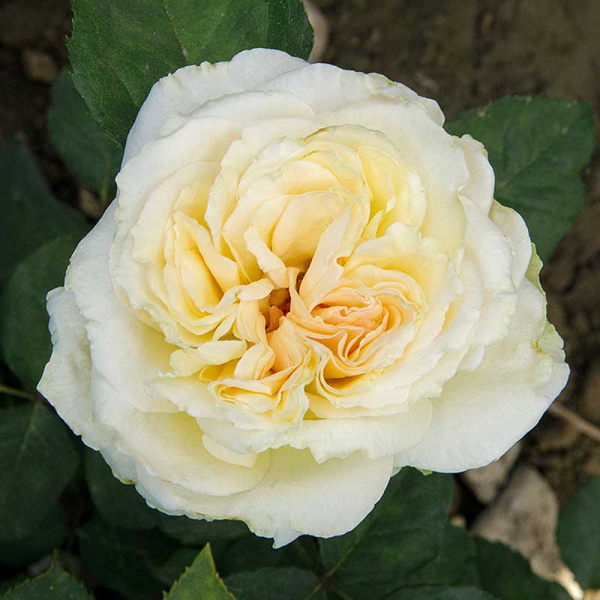 Роза чайно-гибридная Карен Бликсен Садовита