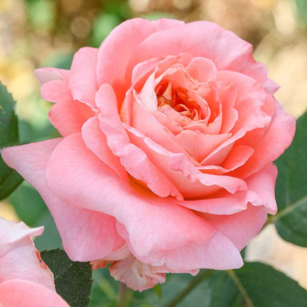 Роза шраб Мами Дитьер Садовита