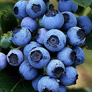 Голубика Блюджей C1.5