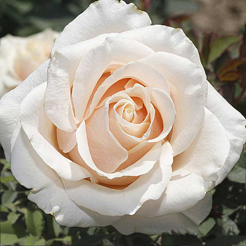 Роза чайно-гибридная Талея Садовита