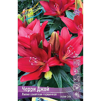 Лилия Черри Джой 10/12 25 шт Биг-пак 13661
