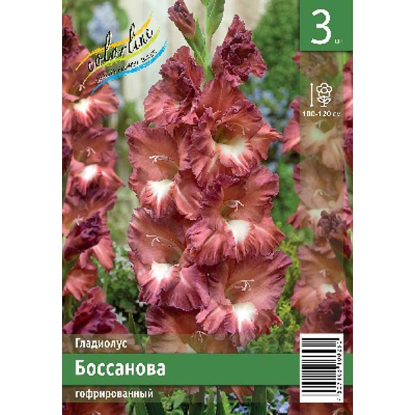 Гладиолус Боссанова 10/12 3 Эконом шт