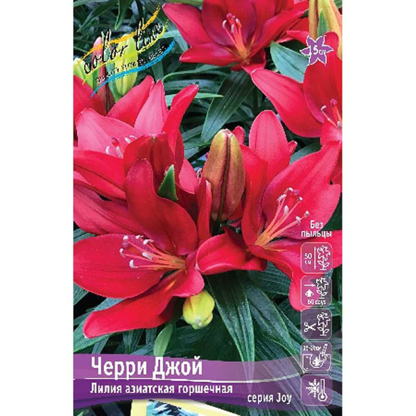 Лилия Черри Джой 10/12 25 шт Биг-пак 13661