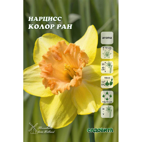 Нарцисс Колор Ран 12/14 5 шт Садовита 