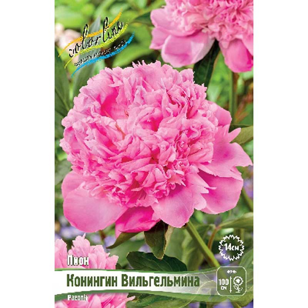 Пион Конингин Вильгельмина 2/3 n 25 шт Биг-пак 7998 