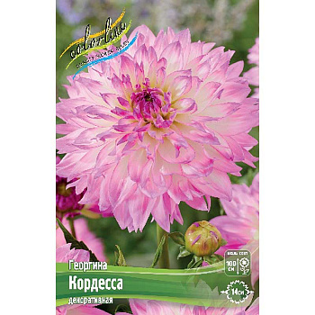 Георгина Кордесса I 1 шт