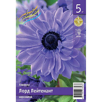 Анемона Лорд Лейтенант 5/6 5 Эконом шт 
