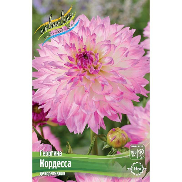 Георгина Кордесса I 1 шт