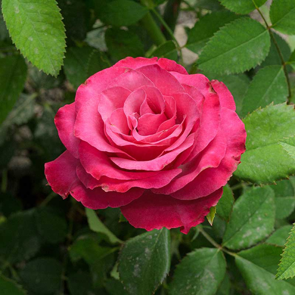 Роза Чайно-гибридная Кантри Блюз Садовита