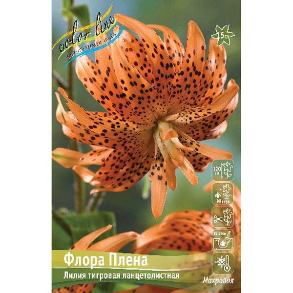 4 Биг-Пак Лилия Флора Плена 16/18 25 шт 