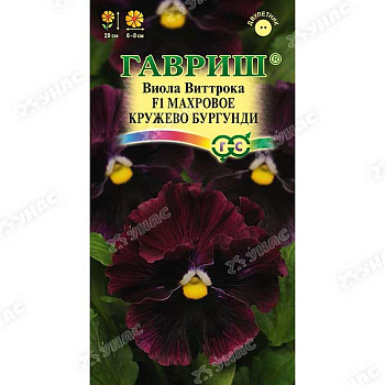 Виола Виттрока Махровое кружево бургунди Гавриш Ц 