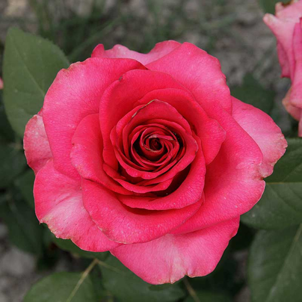 Роза чайно-гибридная Равель Садовита